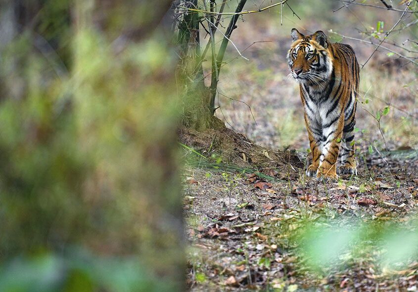 A wild tiger prowls through the trees in Western Ghats Nilgiris
