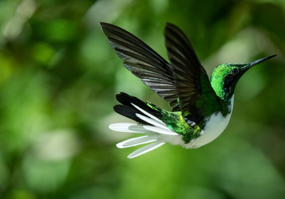 Close-up of a green hummingbird in flight
