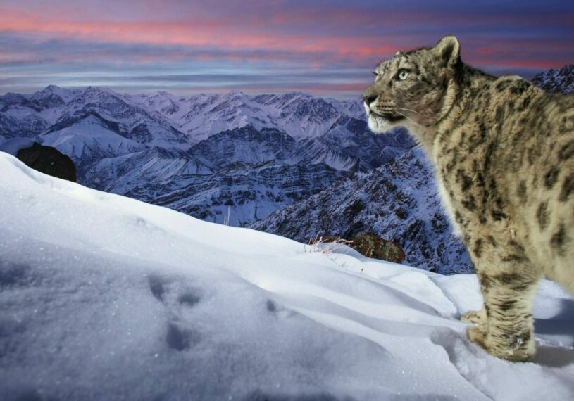 A snow leopard in the Ladakh mountain range in the Indian Himalayas