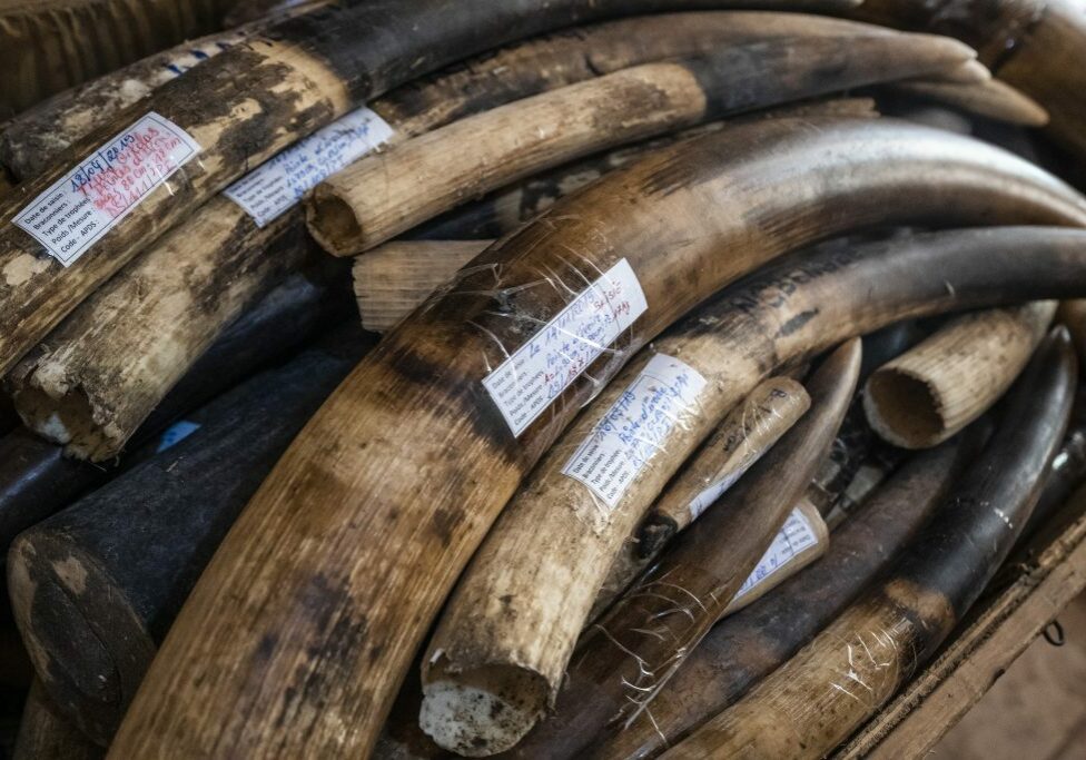 Close-up of a stack of illegal ivory