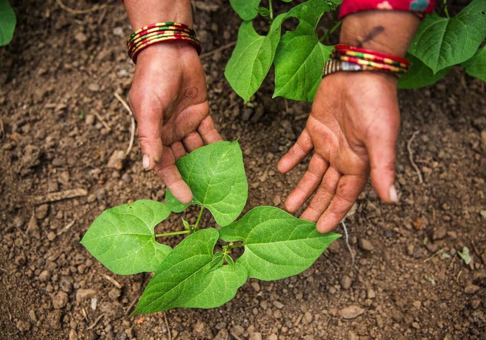 A woman tends to her bean plants in Nepal