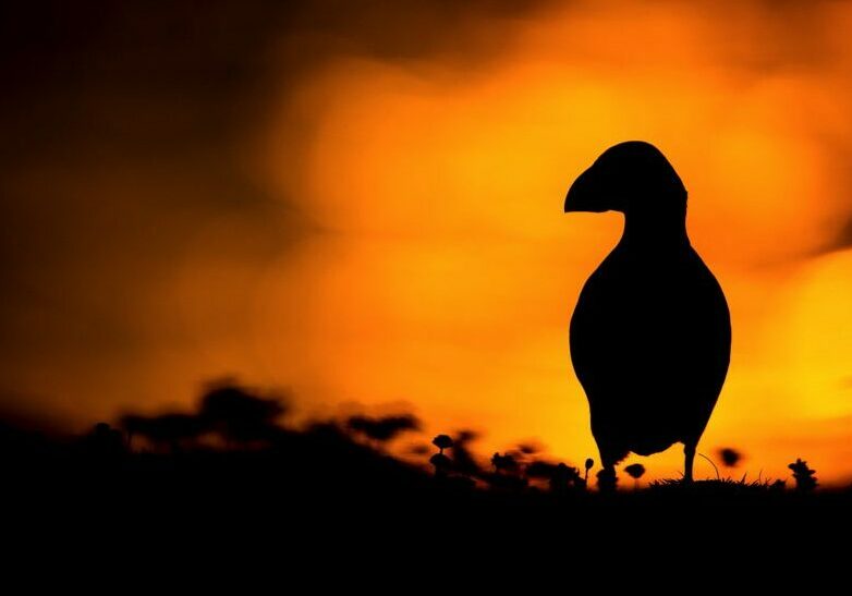 A single puffin is silhouetted in profile against the orange glow of a sunset