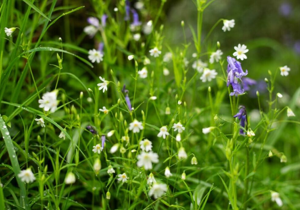 A close-up photograph of bluebells and other wildflowers