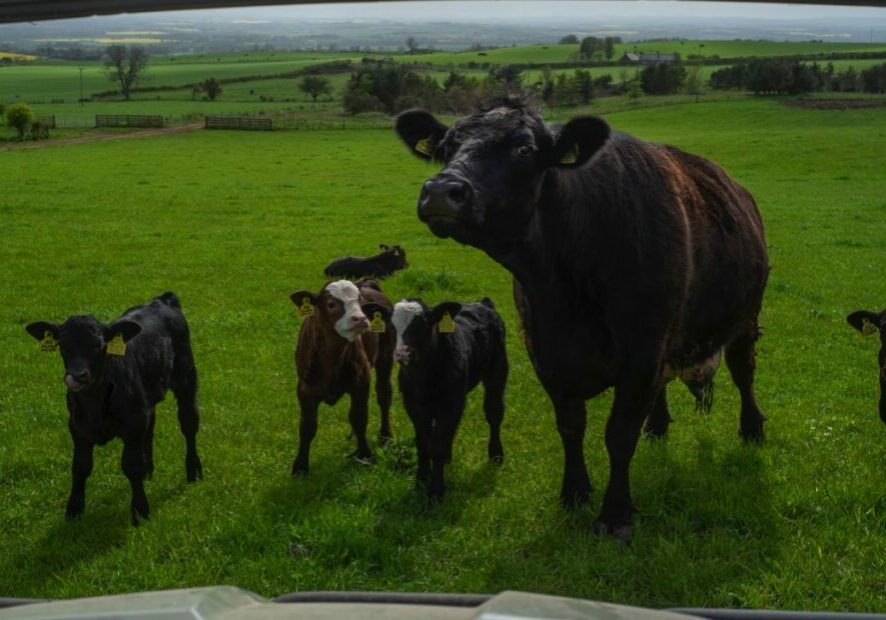 A cow and her calves gather round the camera on Denise Walton's farm