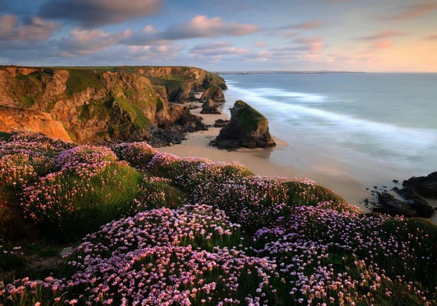 Low sunlight brings a warm glow to cliffs above a sandy cove, with pink 'sea heather', or thrift, in the foreground