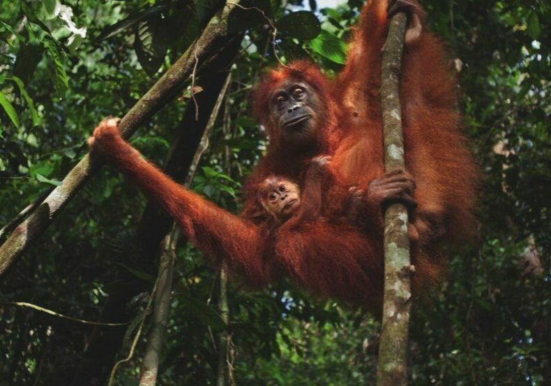 An orangutan mother and infant rest in among tree branches