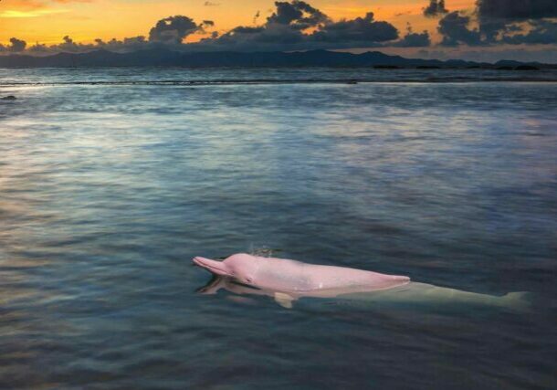 A pink dolphin swims near the coast