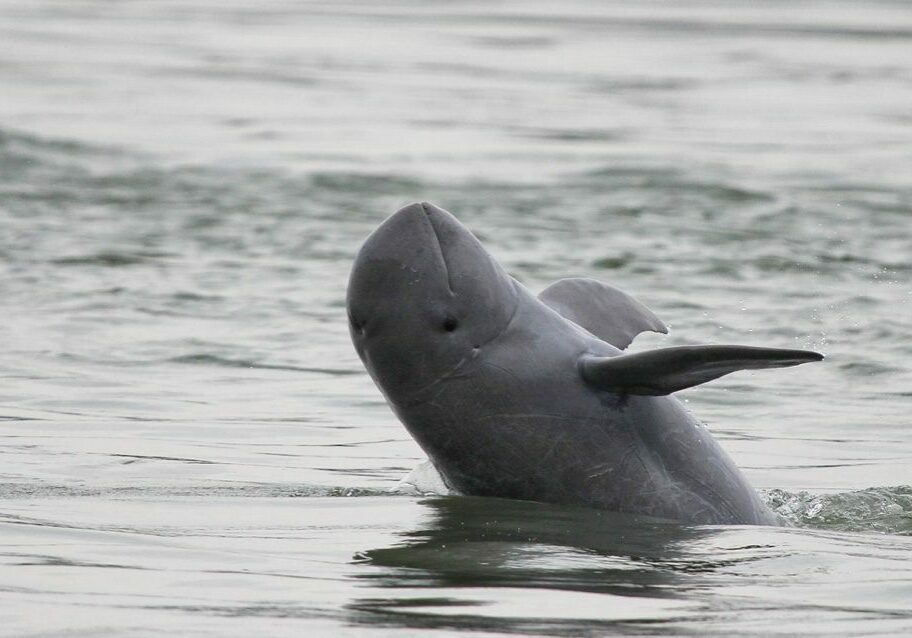 An Irrawaddy dolphin jumping out of the water