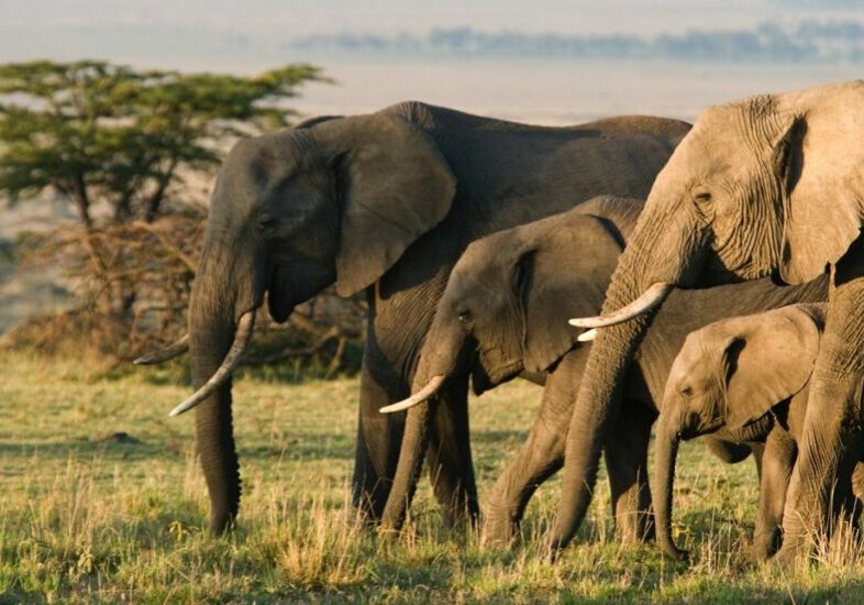 A family group of African elephants in Maasai Mara in Kenya