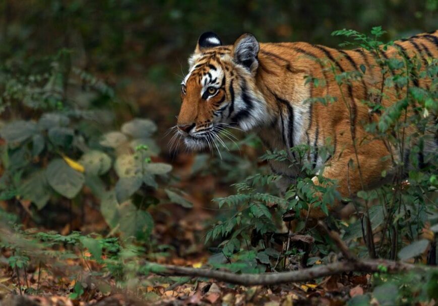 A tiger prowls through fallen leaves in a forest