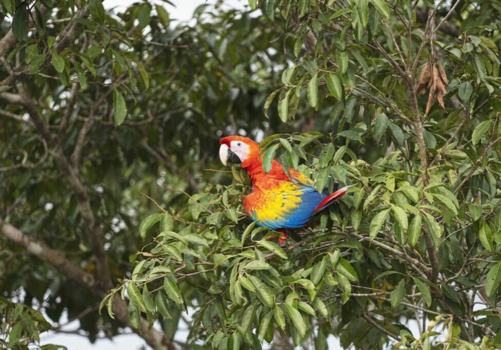 A scarlet macaw sits in a tree in Colombia