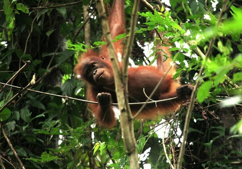 An orangutan climbs through the tress