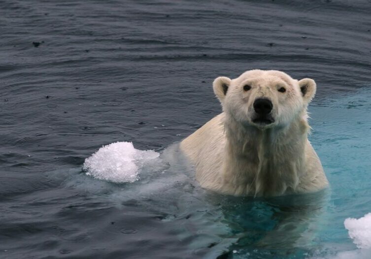 A polar bear sits in the water near blocks of melting ice