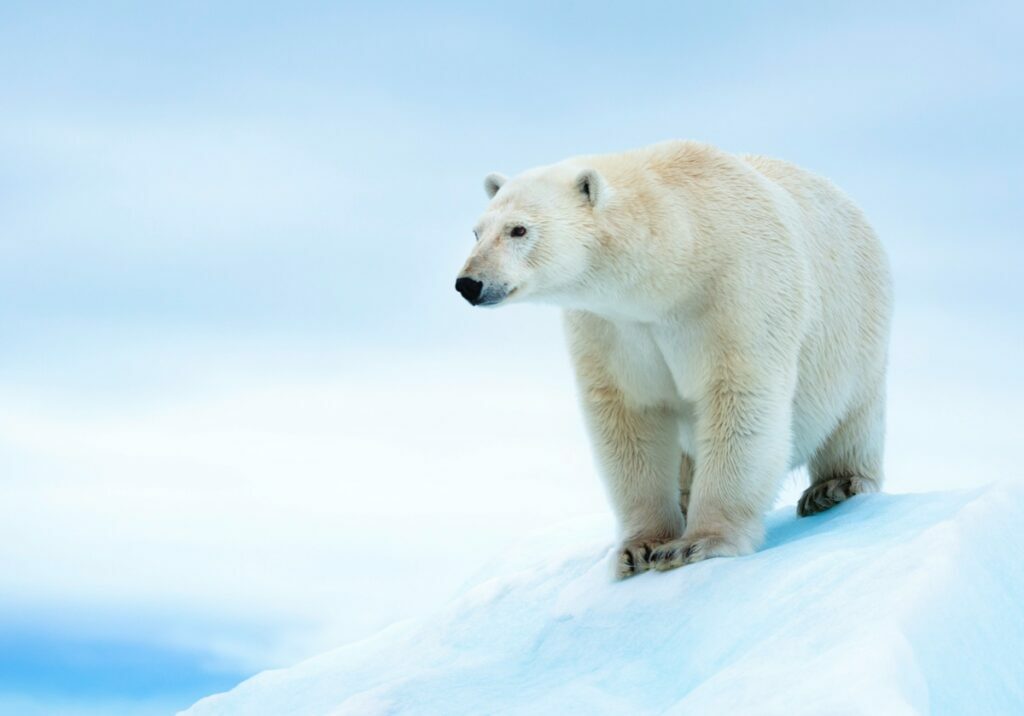 A polar bear stands on an ice shelf
