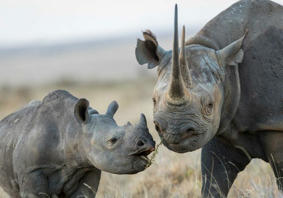 Black rhinoceros mother and calf in Lewa Borana Conservancy in Kenya