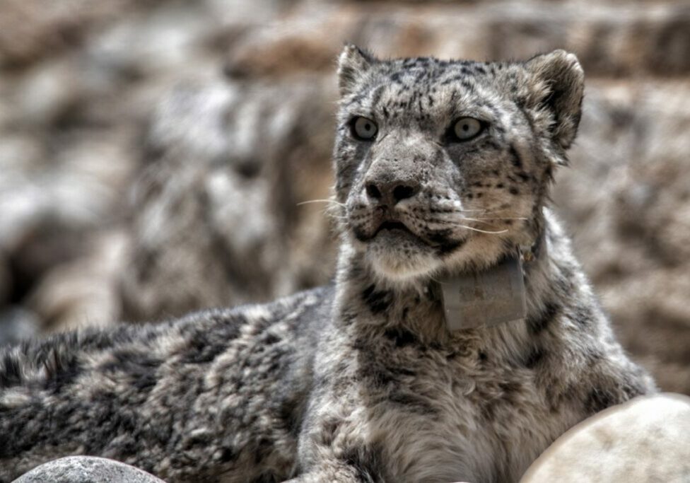 A snow leopard sits among rocks, its GPS collar visible