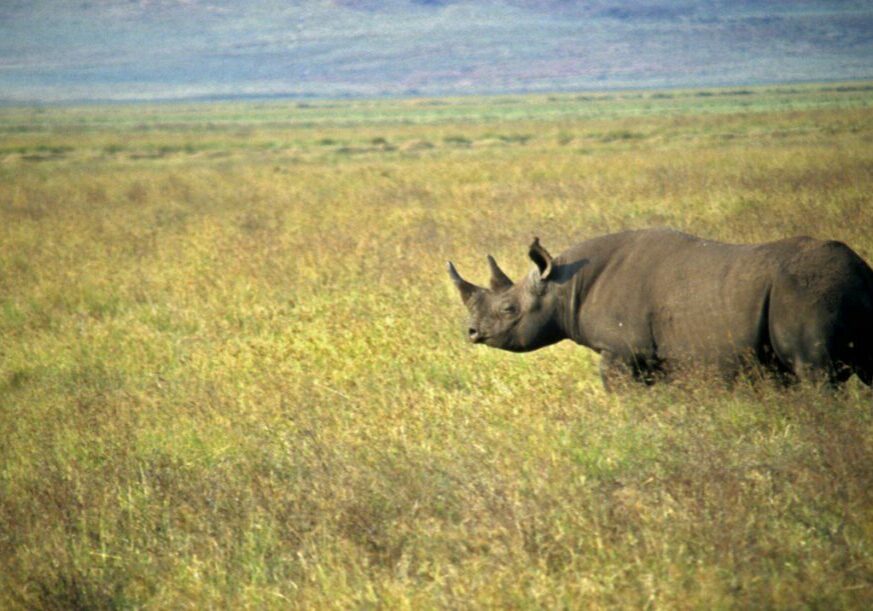 A black rhino walks across grassland in Tanzania