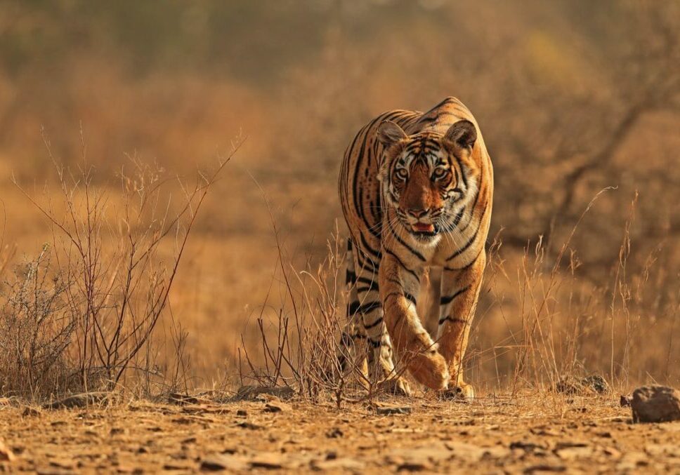 A tiger prowls through shrublands in an Indian tiger reserve