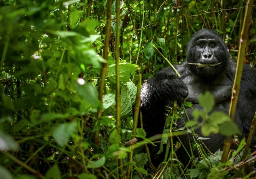 A mountain gorilla sits in the forest and chews the stem of a plant