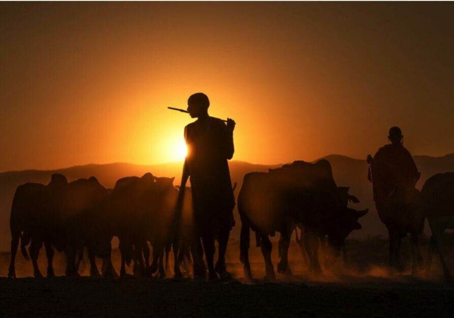 A kenyan herder guides their cattle back to an enclosure at sunset