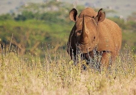 A black rhinoceros stands on the grassy plain of Nairobi National Park
