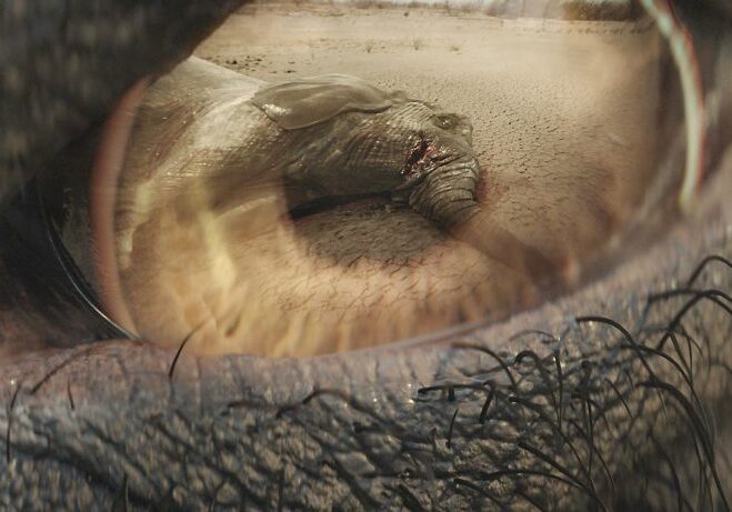 Close-up of the eye of an elephant, showing a reflection of an elephant that's been killed for its tusks