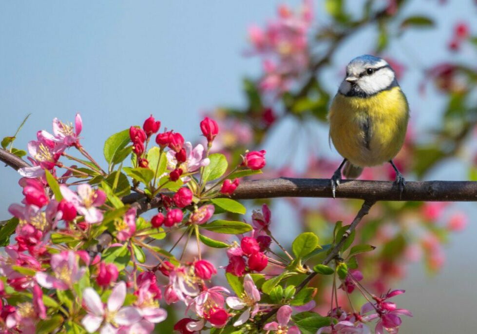 A blue tit sits on the branch of a tree bursting with bright pink blossom