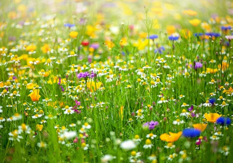 Wildflowers_Banner_GettyImages-996286092