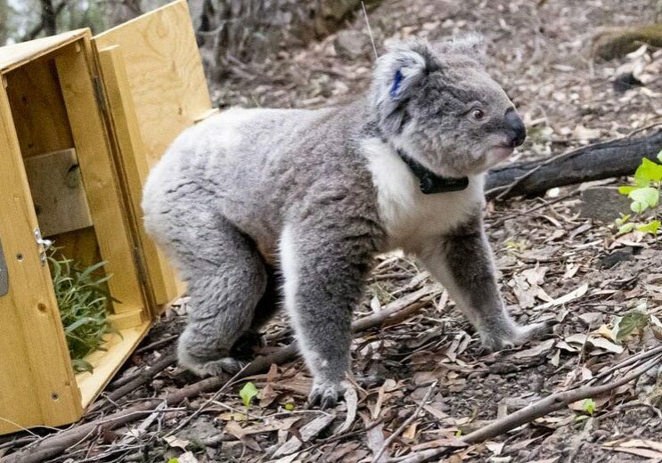 Rescued koala with radio tracking collar being released into the wild