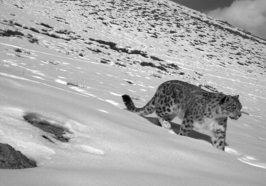 A snow leopard walks through a snowy mountain landscape
